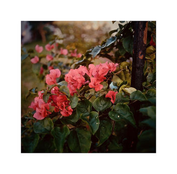 Bougainvillea in Bloom - Free image #463505
